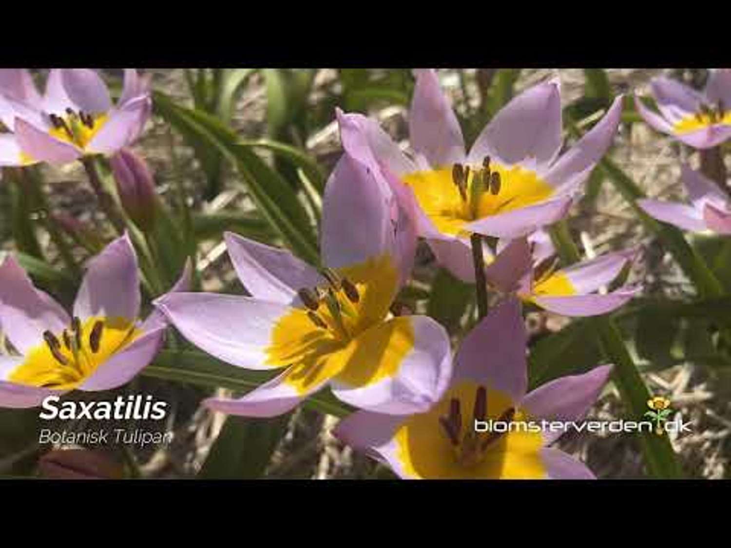 Tulpe 'Saxatilis' - Tulipaner